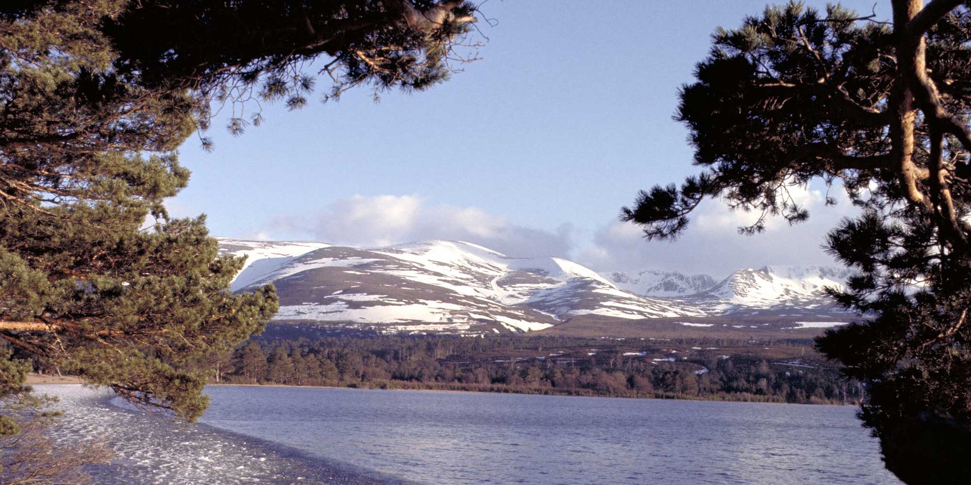 A shingle loch beach lined with pine trees with snow topped mountains on the far shore