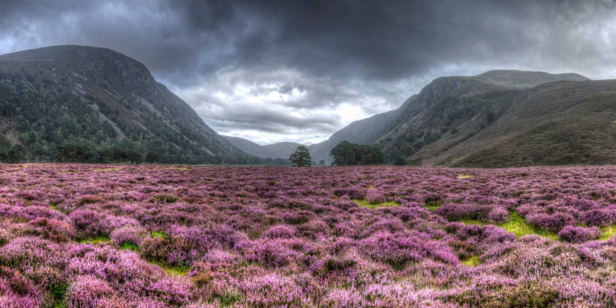 Heather fillled valley in front of mountains under a stormy sky