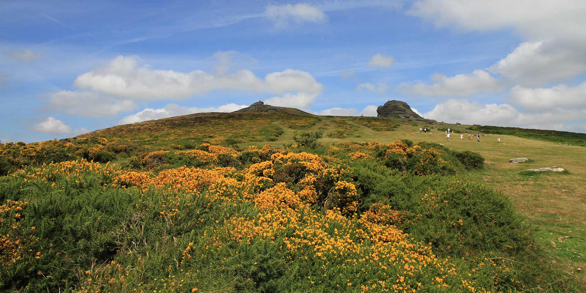 Bright yellow gorse flowers at the base of a grassy tor beneth a blue sky