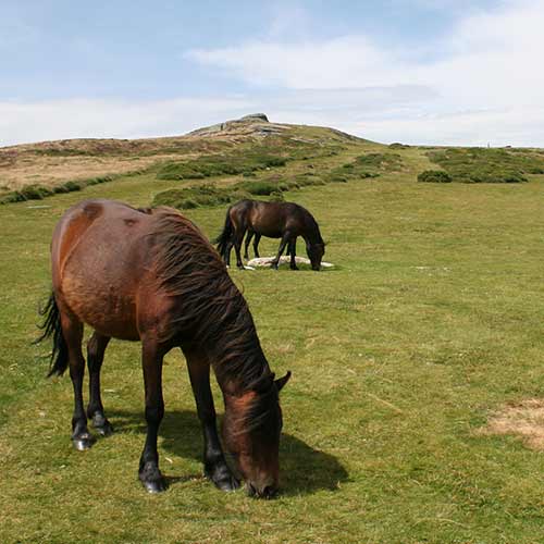 Ponies grazing on grass with a rocky tor on the horizon