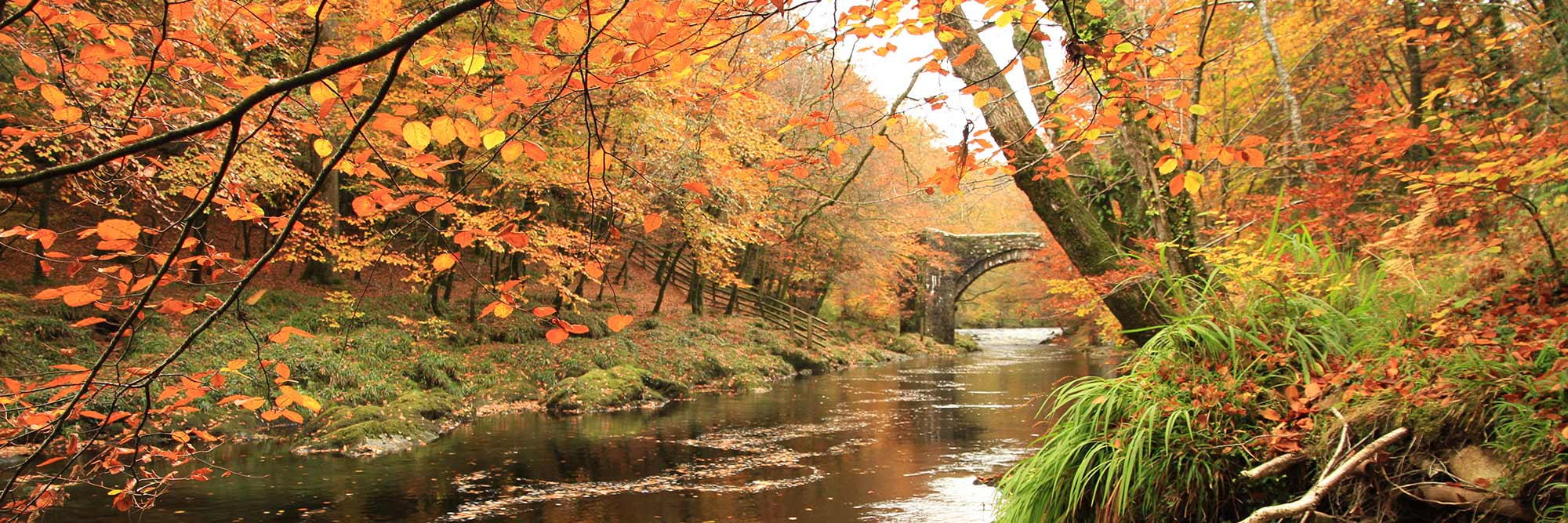 Orange leaves on beech trees overhanging a woodland river with a stone bridge in the distance