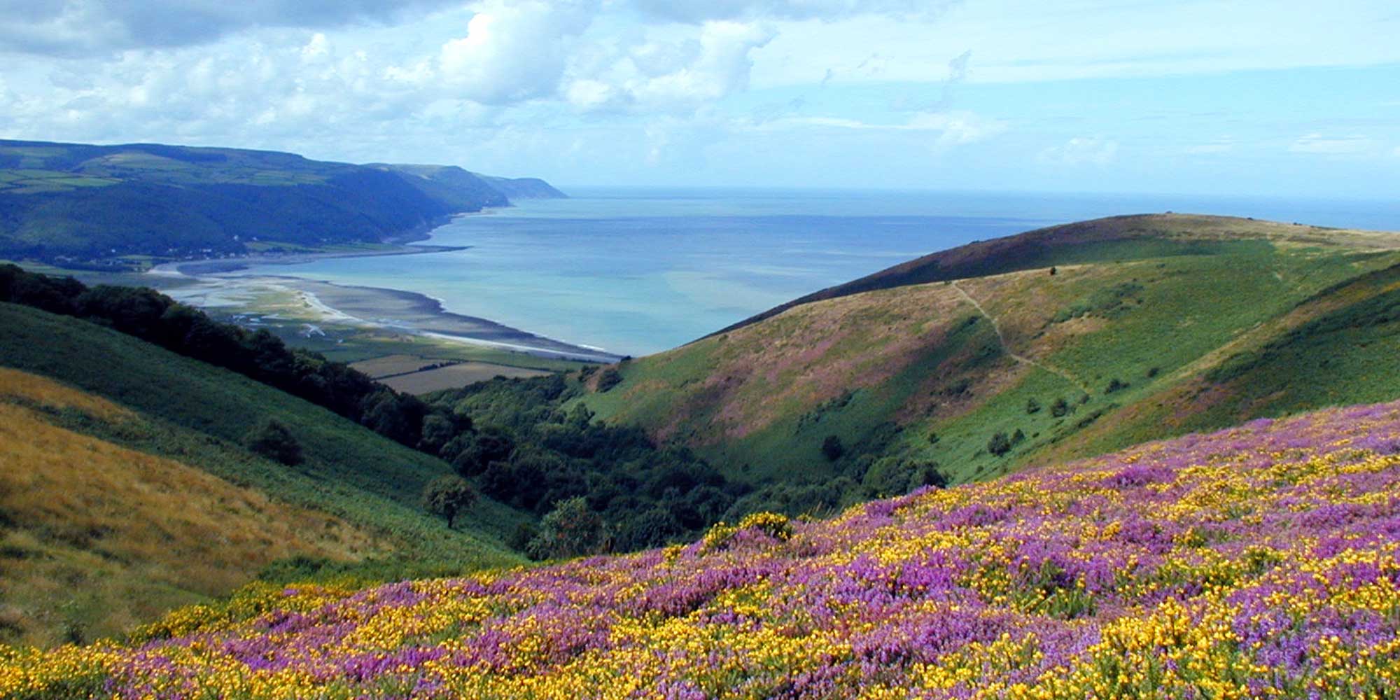 Colourful gorse and heather on a clifftop with a view over the sea below