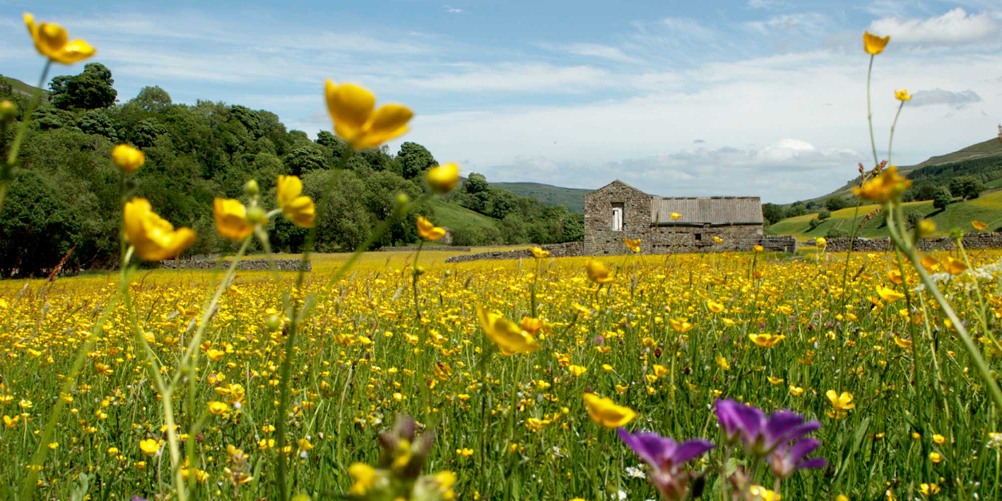 Yellow and purple meadow flowers with a stone barn on the horizon