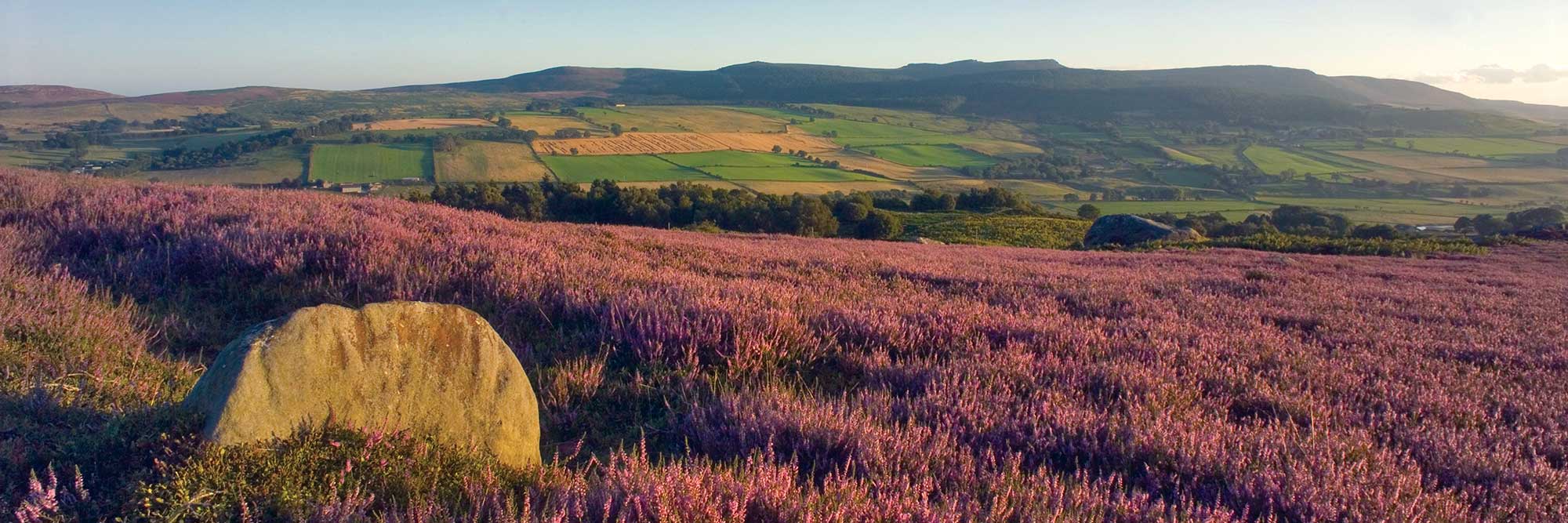 Pink heather with low hills in the distance