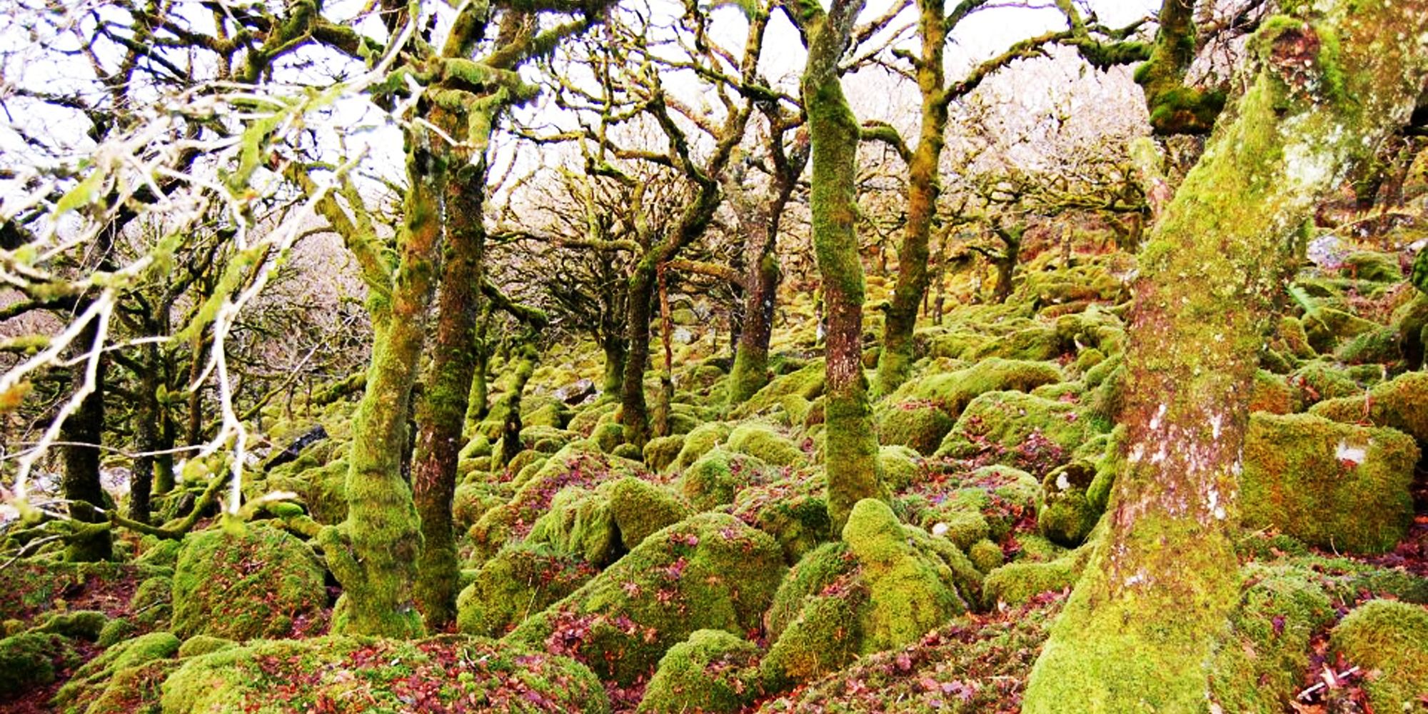 Wistman's Wood - Dartmoor