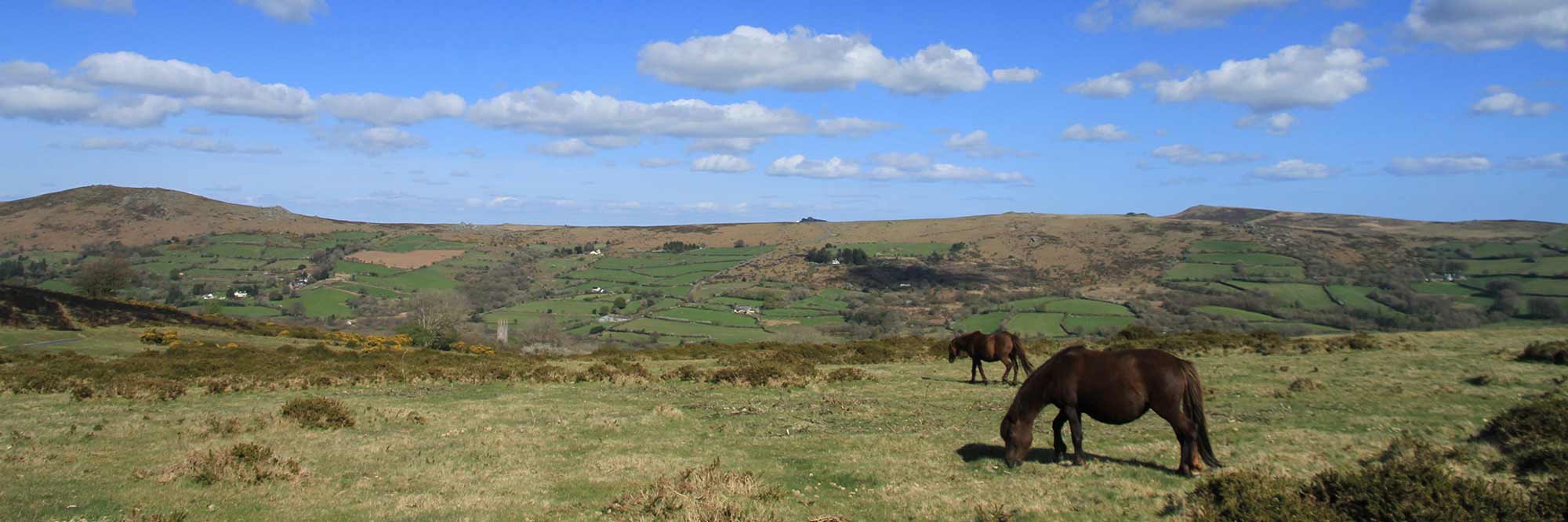 Ponies grazing on moorland
