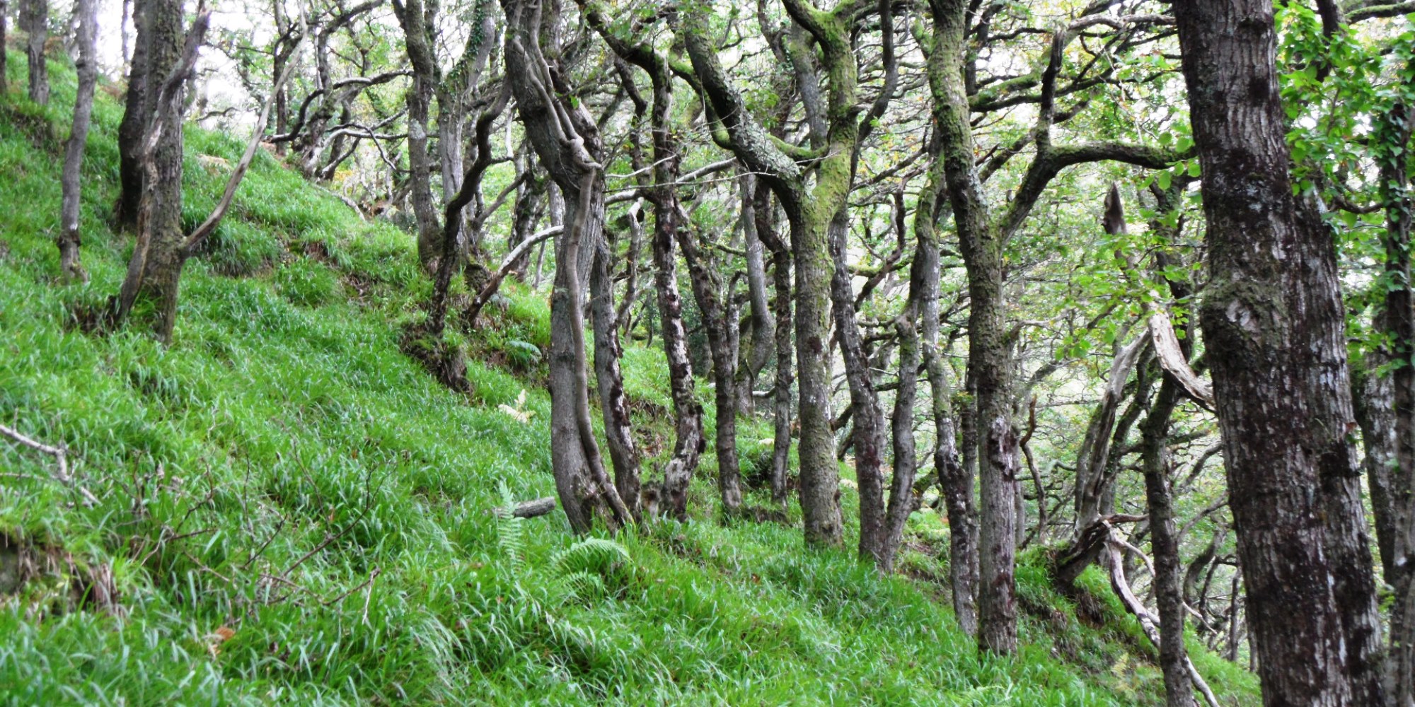 Sessile oak trees