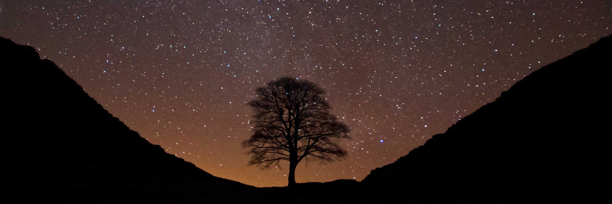 A tree silhouetted against a starry sky
