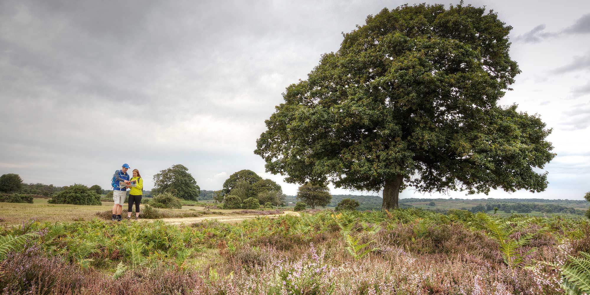 A tree amongst open heathland