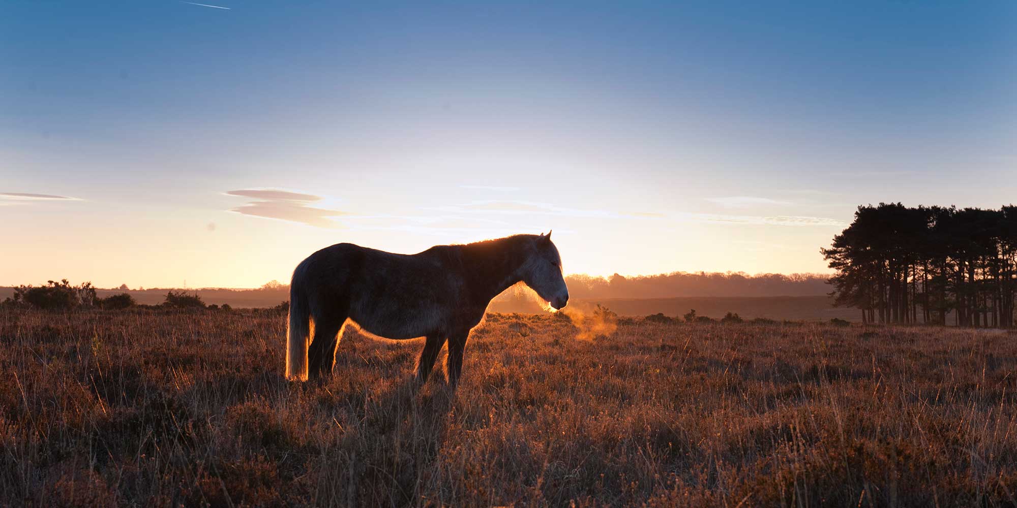 A pony grazing on misty heathland at sunrise