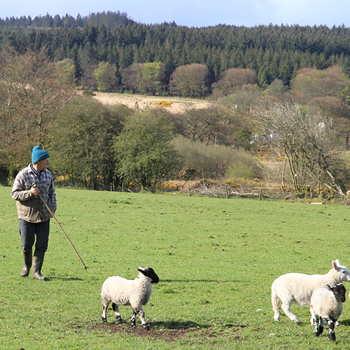 A farmer with young lambs